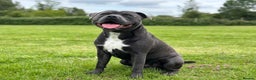 Staffordshire Bull Terrier dogs for stud: (ROCKY) rezevoire prince amond  - Advert 6