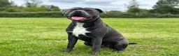 Staffordshire Bull Terrier dogs for stud: (ROCKY) rezevoire prince amond  - Advert 6
