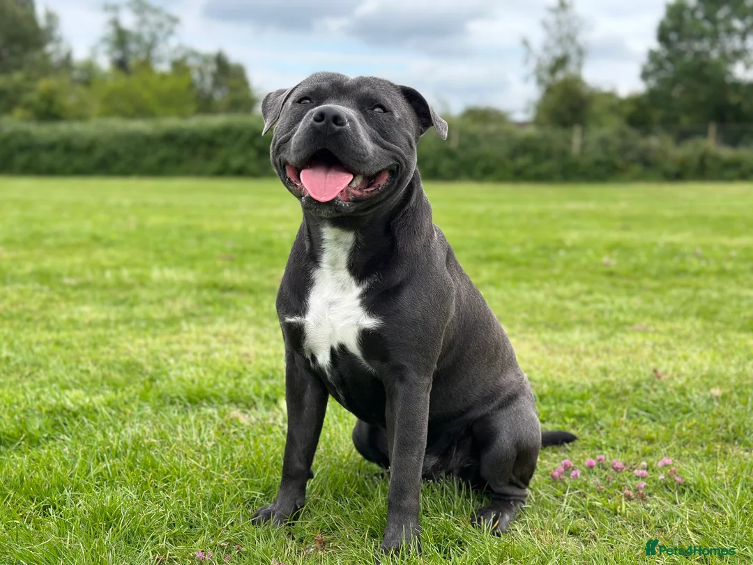 Staffordshire Bull Terrier dogs for stud: (ROCKY) rezevoire prince amond  - Advert 6