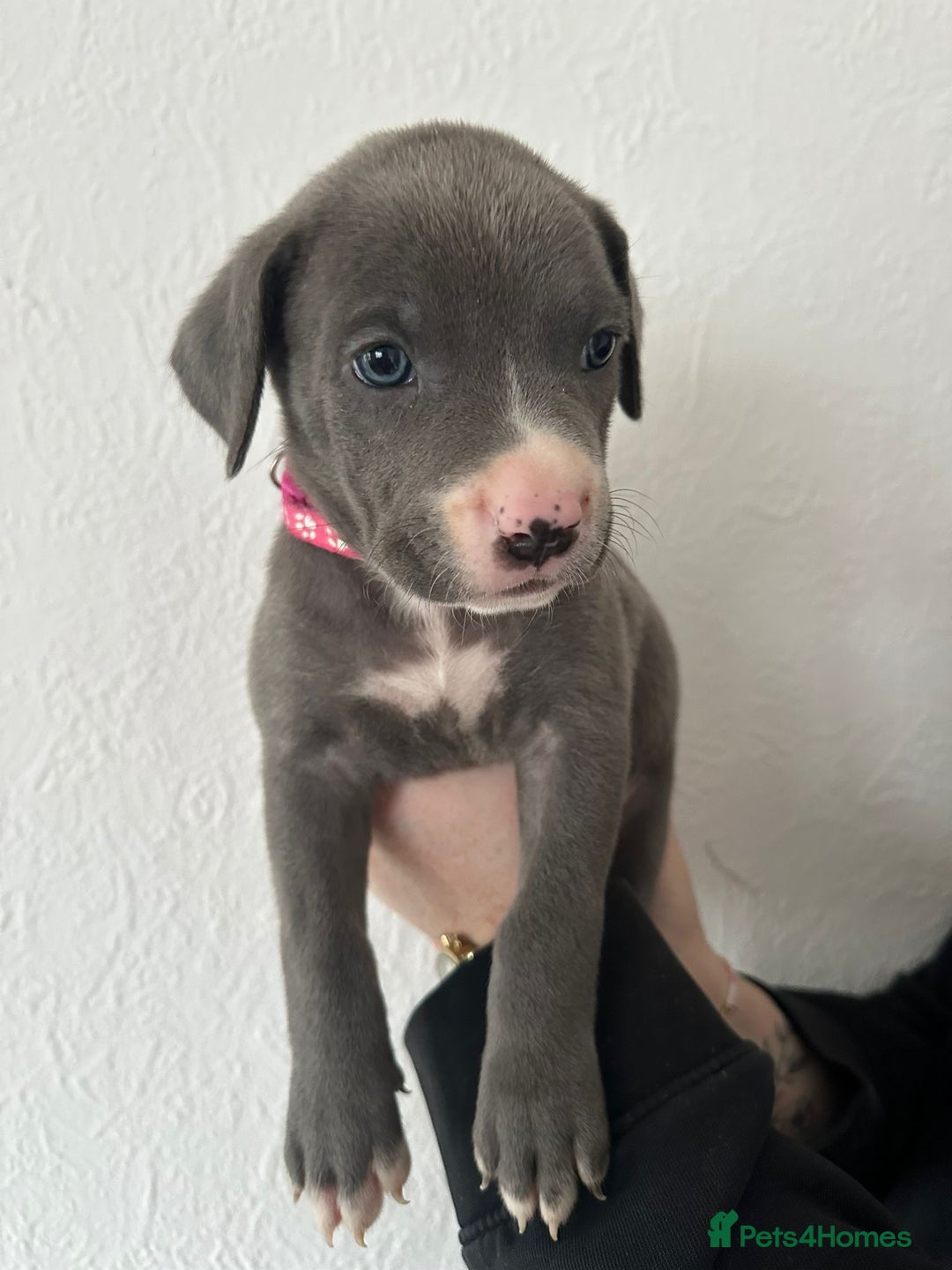 Mixed Breed dogs for sale: Cane corso x alpha blue bulldog puppies  - Advert 19