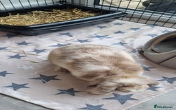 Mini Lop rabbits for sale: Mini Lop looking for a new home  - Image 4