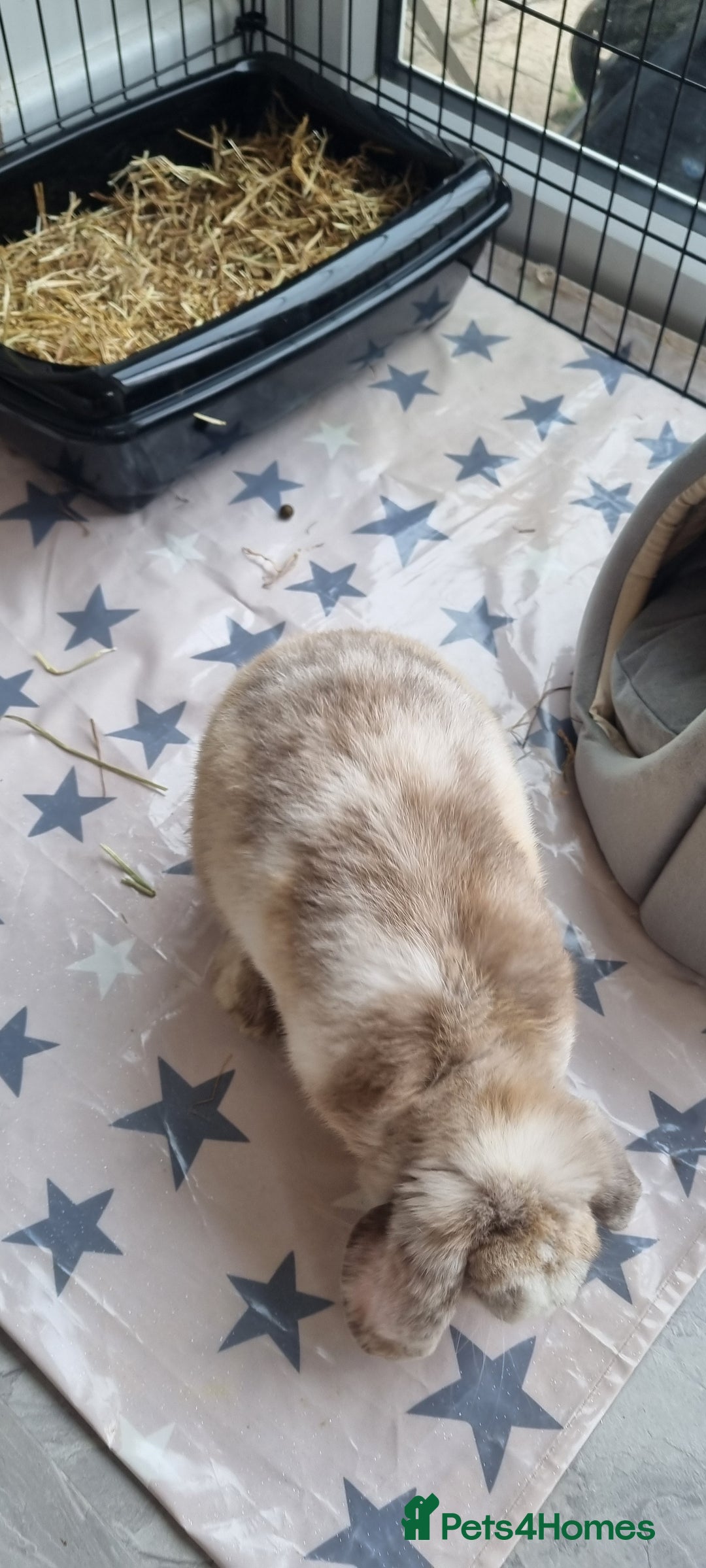 Mini Lop rabbits for sale: Mini Lop looking for a new home  - Image 4