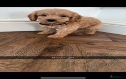 Cockapoo dogs for sale: 8 golden cockerpoos babies !!! - Image 3