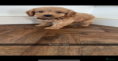 Cockapoo dogs - Advert 6