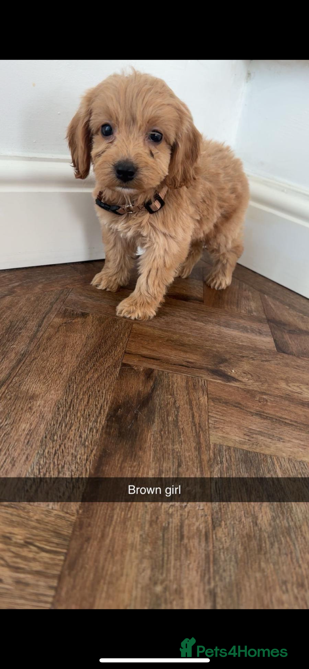 Cockapoo dogs for sale: 8 golden cockerpoos babies !!! - Image 3
