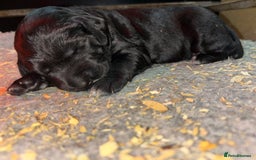 Mixed Breed dogs for sale: Pointer x Labrador puppies - Image 8