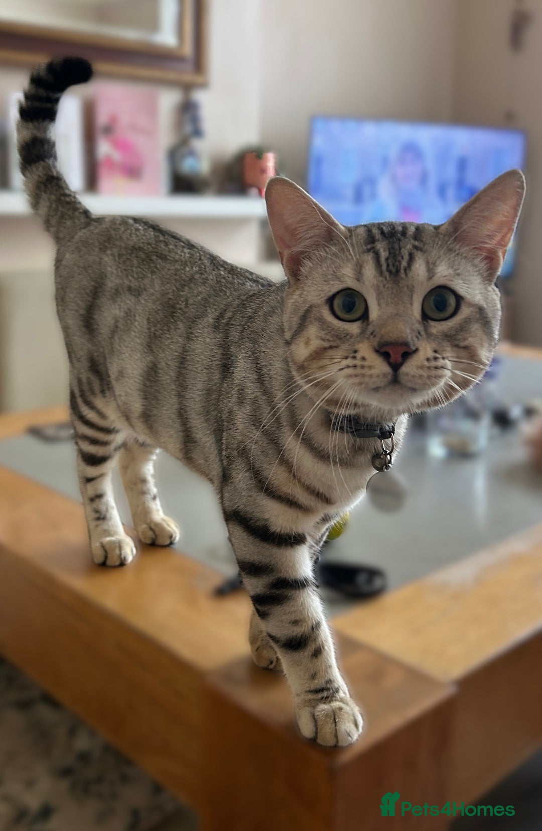 Bengal cats for stud: Bengal Stud - Image 4