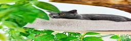 British Shorthair cats for sale: British short hair boy- GCCF registered - Advert 12