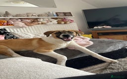 Mixed Breed dogs for sale: Honey the Romanian rescue🧡 - Image 6