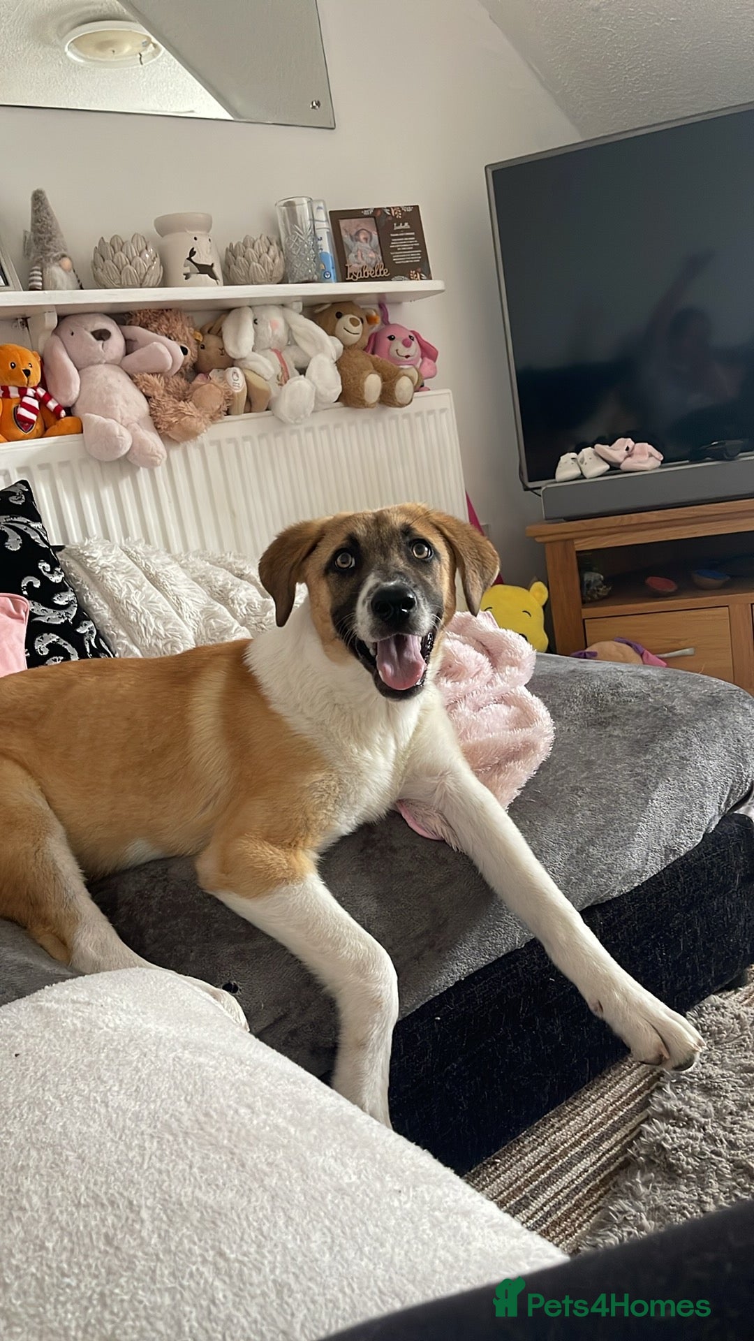 Mixed Breed dogs for sale: Honey the Romanian rescue🧡 - Image 6
