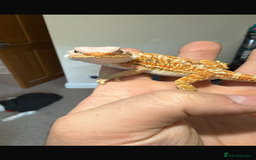 Bearded Dragon reptiles for sale: 🔥🔥 £100 🔥BABY BEARDED DRAGON 🔥🔥🔥 1 LEFT 🔥🔥 - Image 2