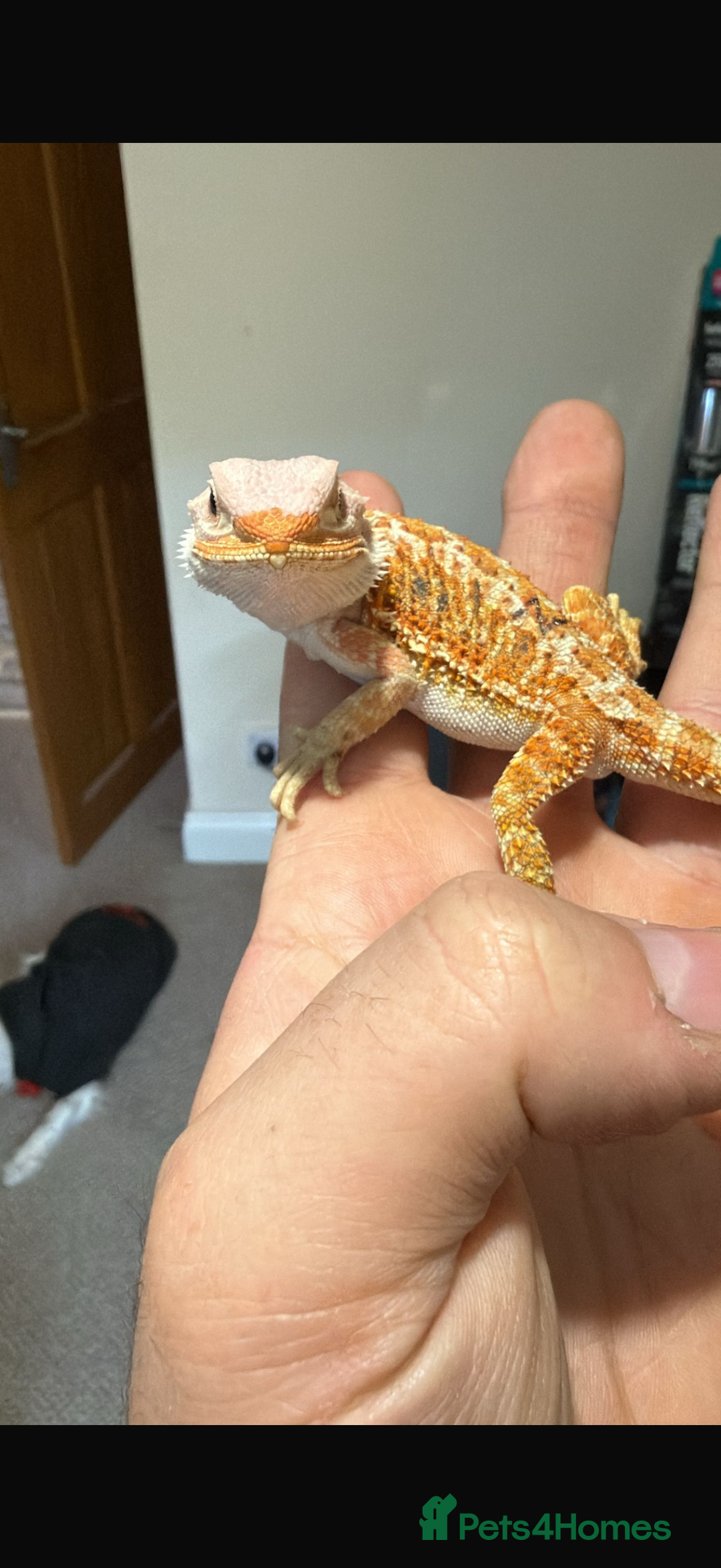 Bearded Dragon reptiles for sale: 🔥🔥 £100 🔥BABY BEARDED DRAGON 🔥🔥🔥 1 LEFT 🔥🔥 - Image 2