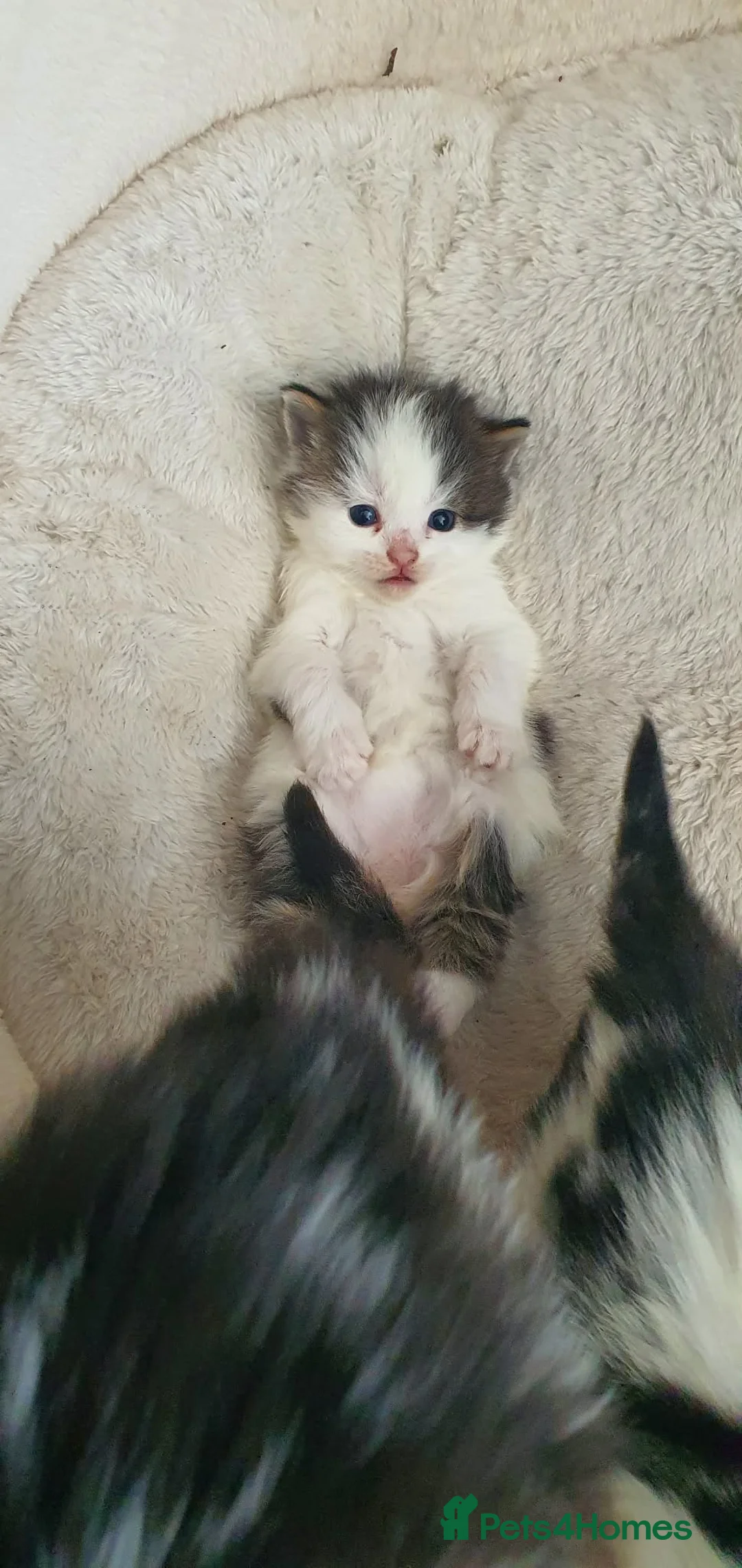 Persian cats for sale: Adorable Persian Kittens in Southend-on-Sea - Advert 1