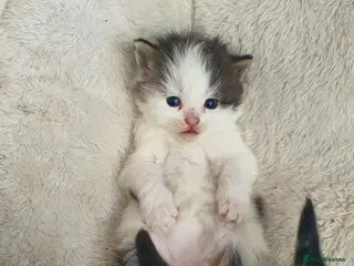 Persian cats Adorable Persian Kittens - Advert 1