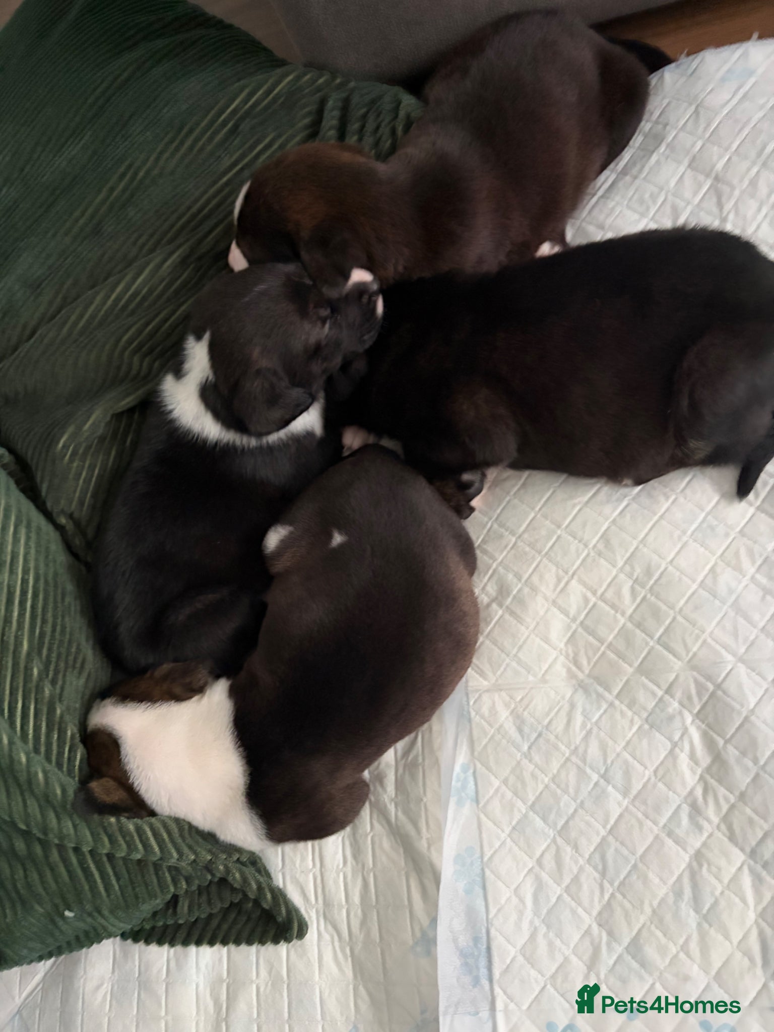Mixed Breed dogs Staffie cross puppies  - Advert 9