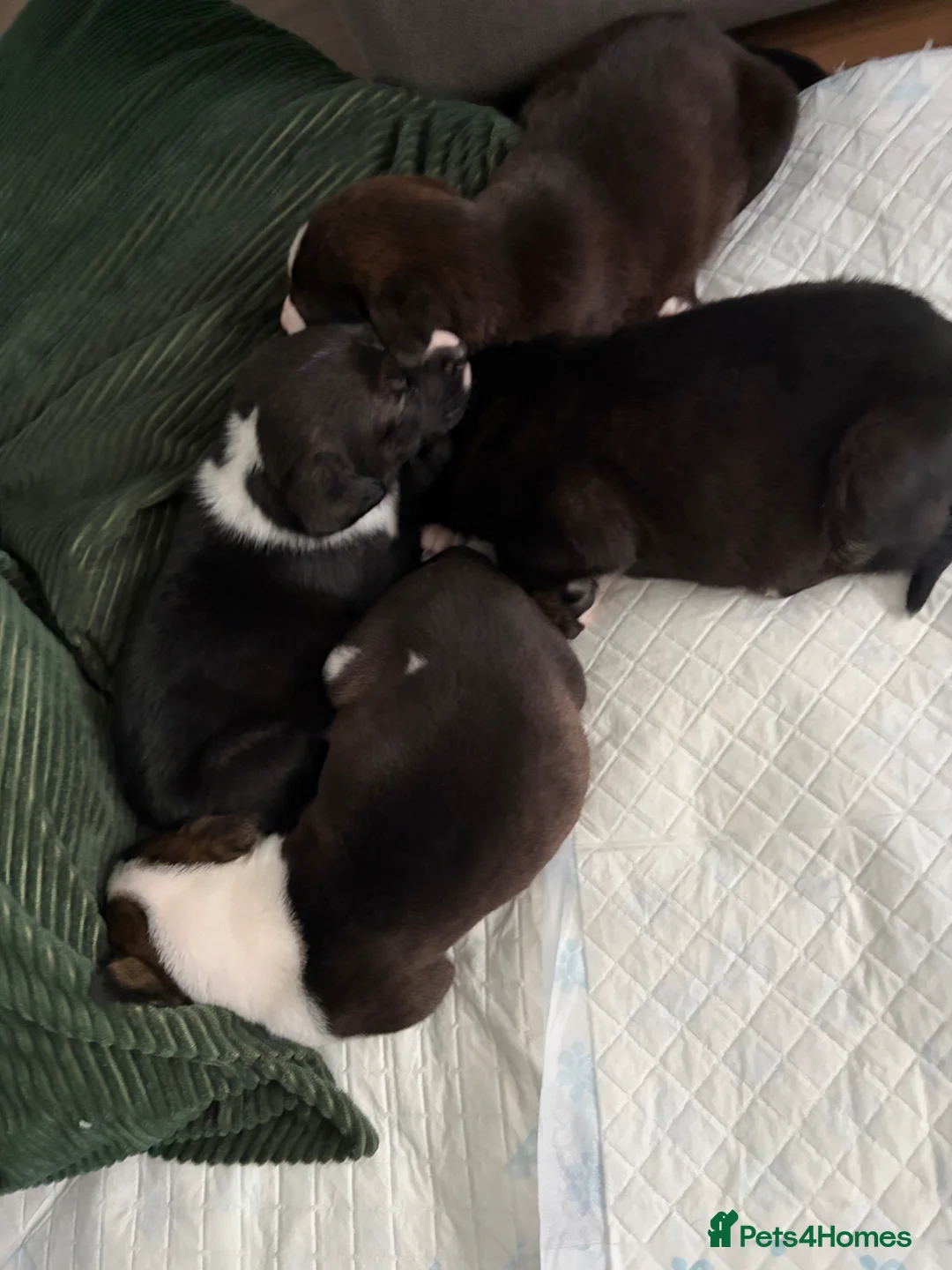 Mixed Breed dogs for sale: Staffie cross puppies  in Bridgend - Advert 1