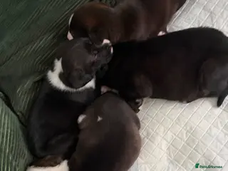 Mixed Breed dogs Staffie cross puppies - Advert 9