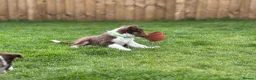 Border Collie dogs for sale: Exceptional Border collie pups  - Advert 23