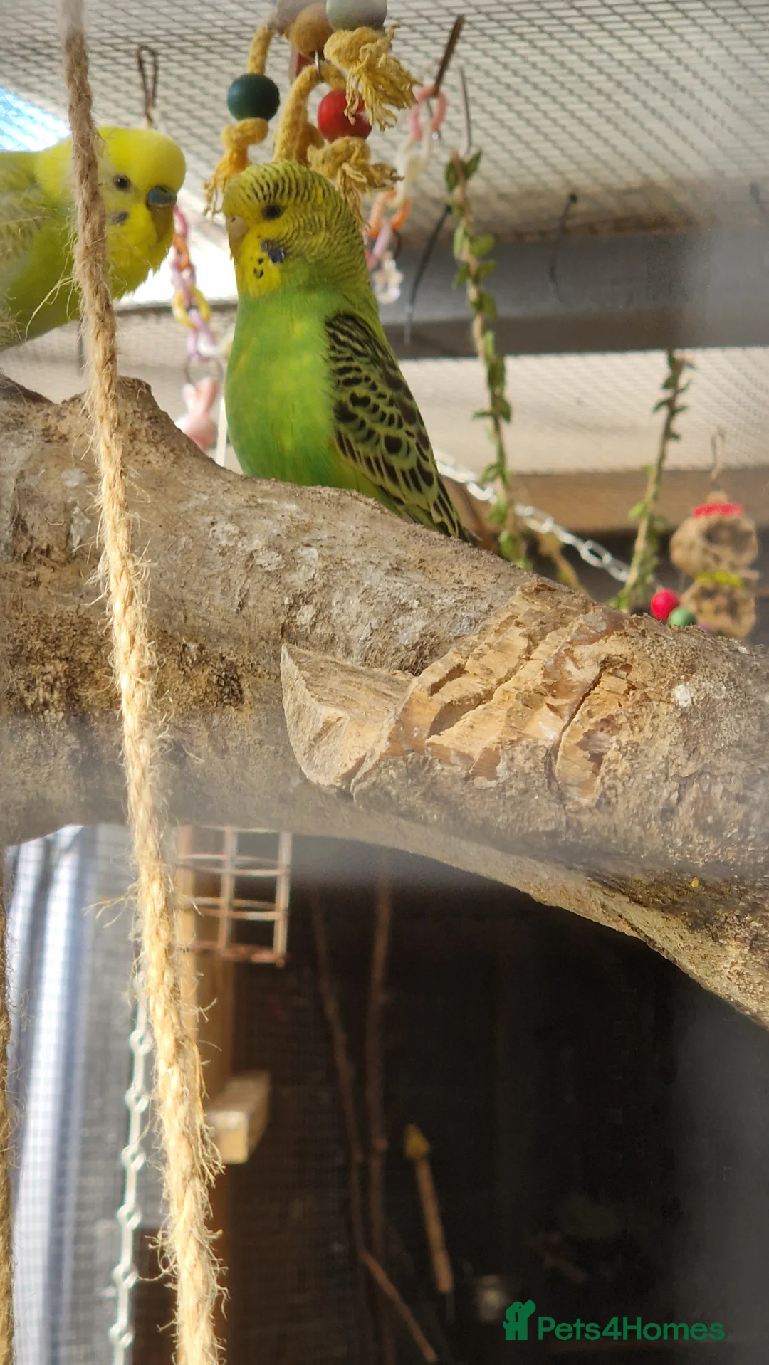 Budgerigars birds for sale: 1 male 1 female budgie for sale - Advert 2