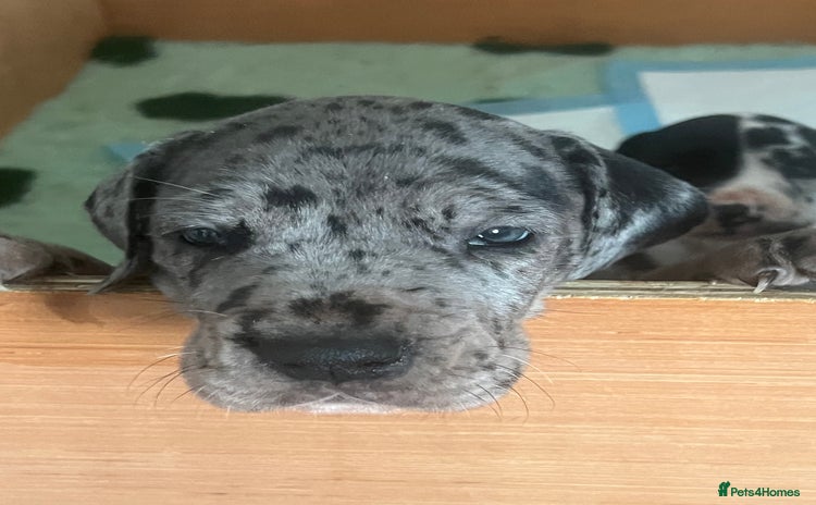 Great Dane dogs Purebred Great Dane Puppies – European Bloodline  - Advert 2