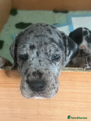 Great Dane dogs Purebred Great Dane Puppies – European Bloodline - Advert 2