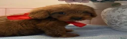 Cockapoo dogs for sale: Stunning toy F1 cockapoo    - Advert 16