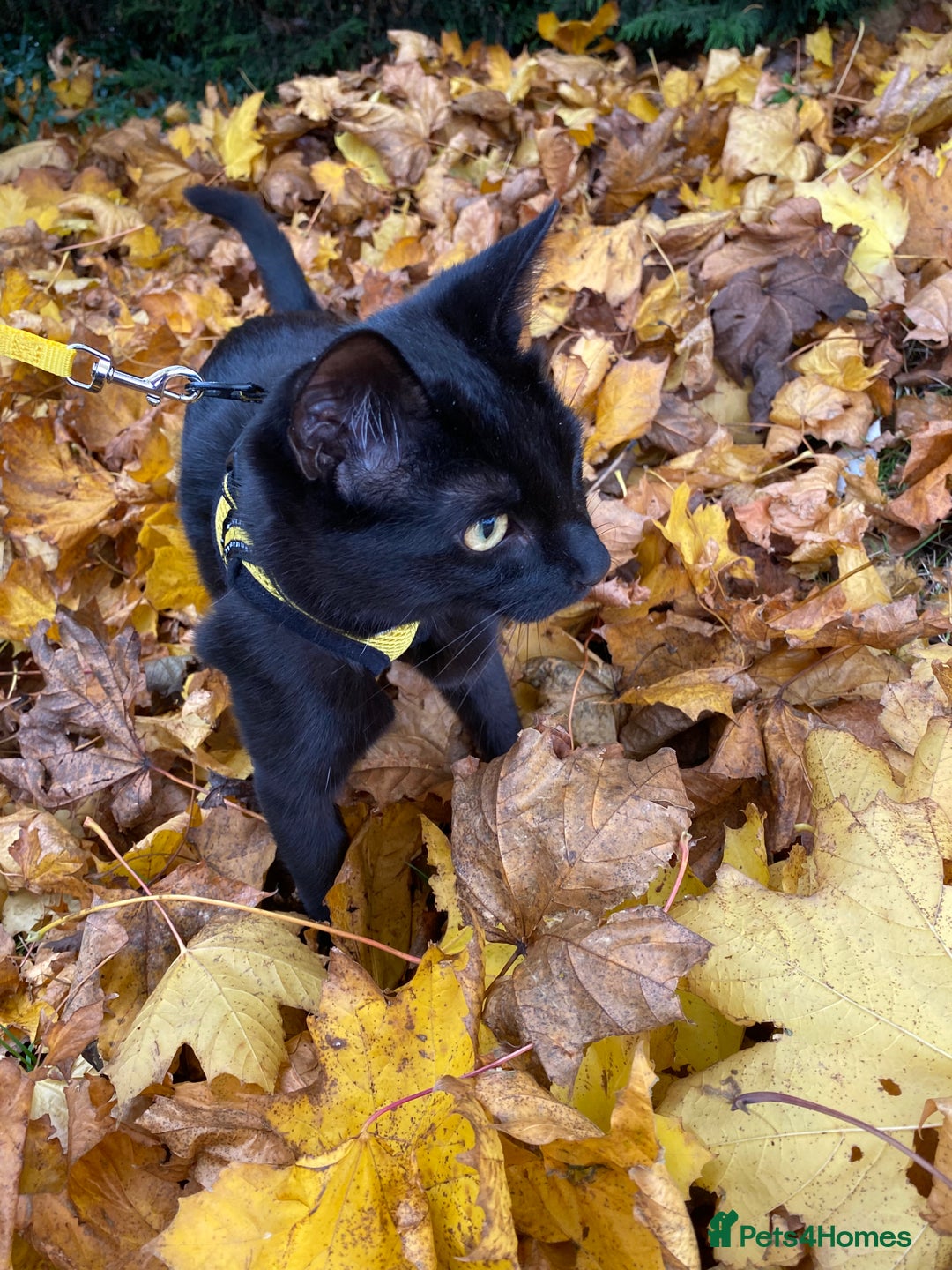 Mixed Breed cats for sale: Rehoming My Boy - Change in Circumstances - Advert 4