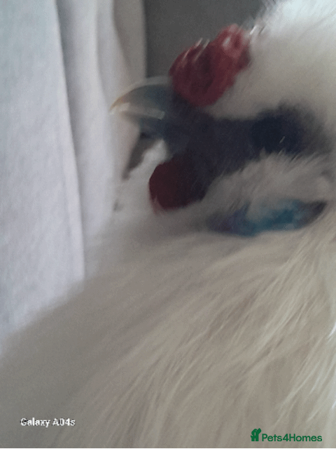 Hens poultry Sulkie chicken free to a good home. - Advert 2