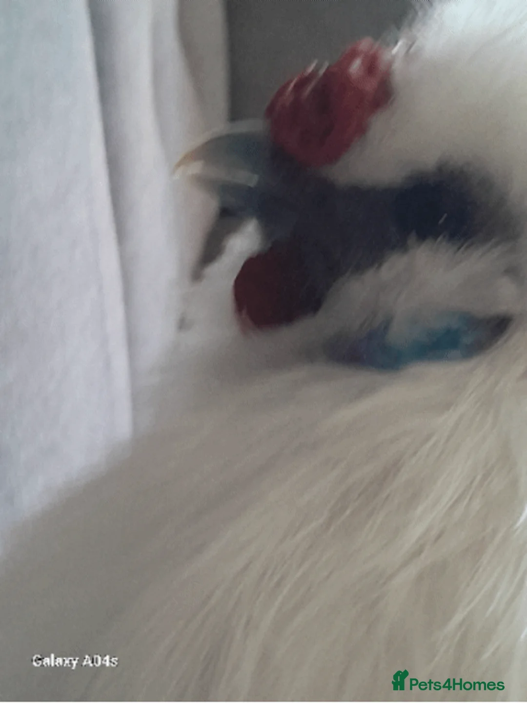 Hens poultry for sale: Sulkie chicken free to a good home. in Croydon - Advert 1