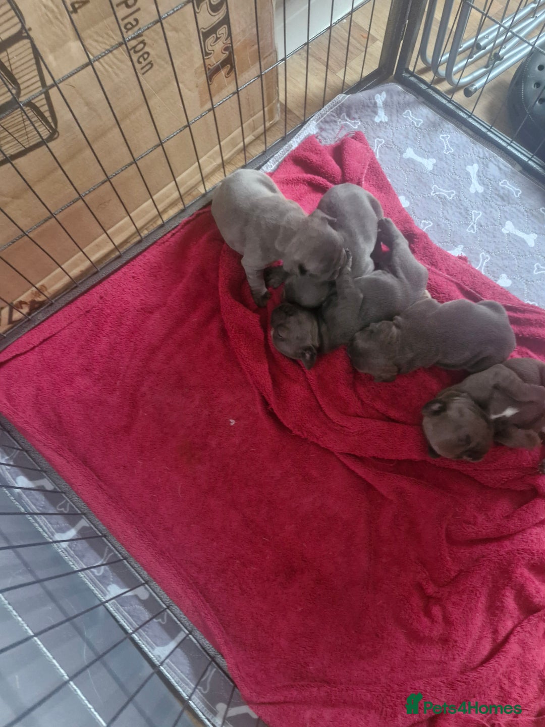 French Bulldog dogs for sale: Miss katie - Image 8
