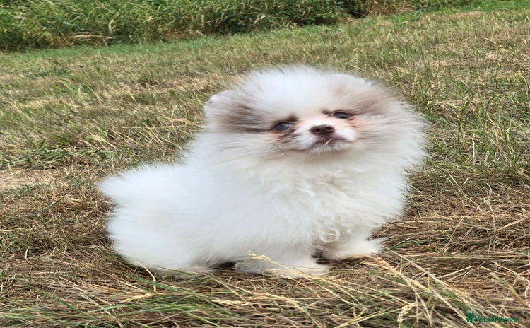 Pomeranian dogs - Advert 3