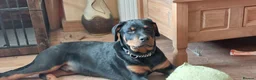 Rottweiler dogs for sale: IVOR KC REG ROTTWEILER PUP - Advert 4