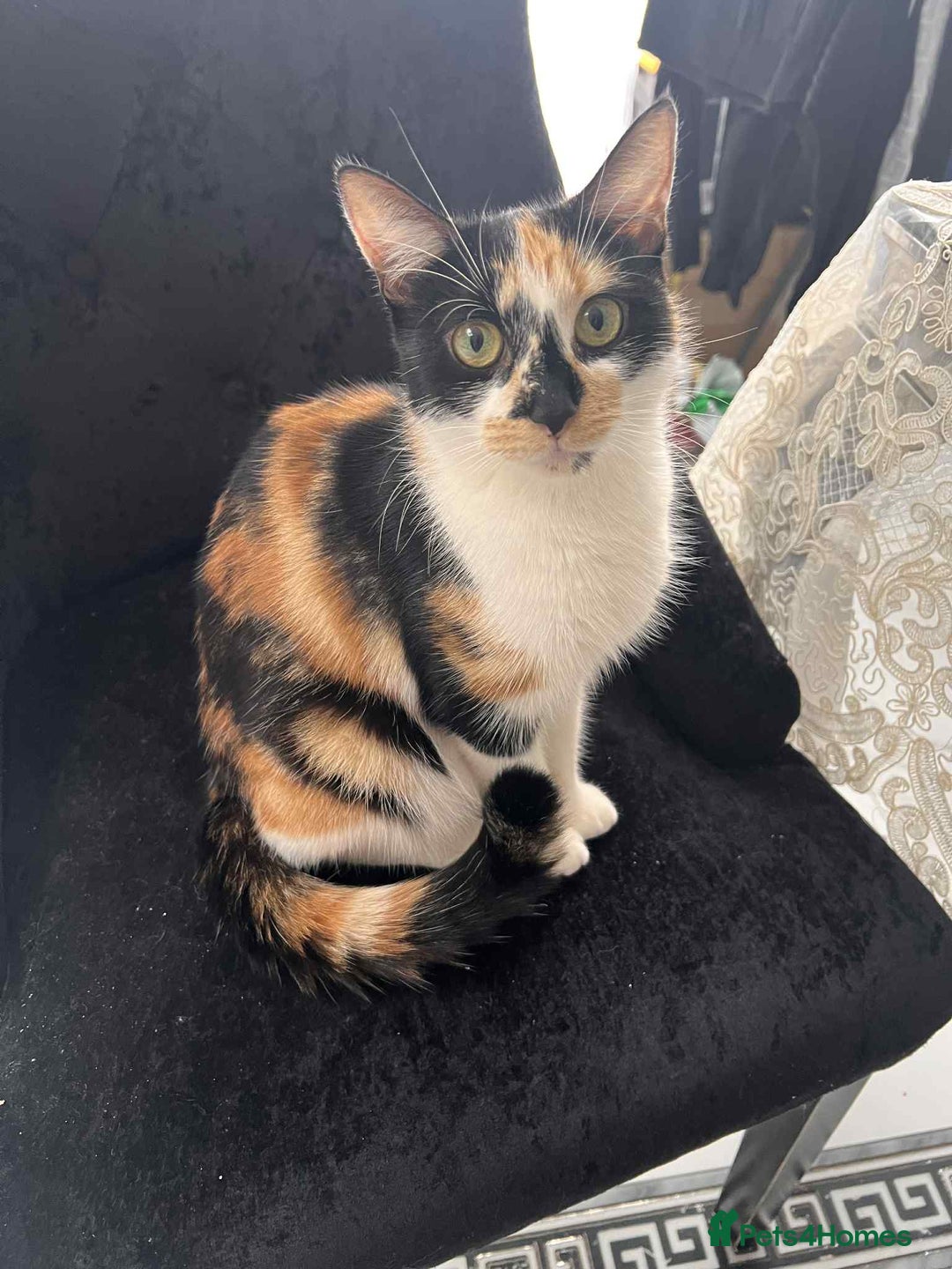 European cats for sale: Taby male kittens ready now - Advert 3