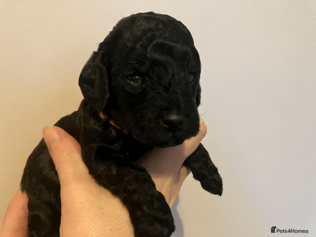 Cavapoo dogs for sale: Outstanding F1B Cavapoos - Health Tested Parents  - Advert 14