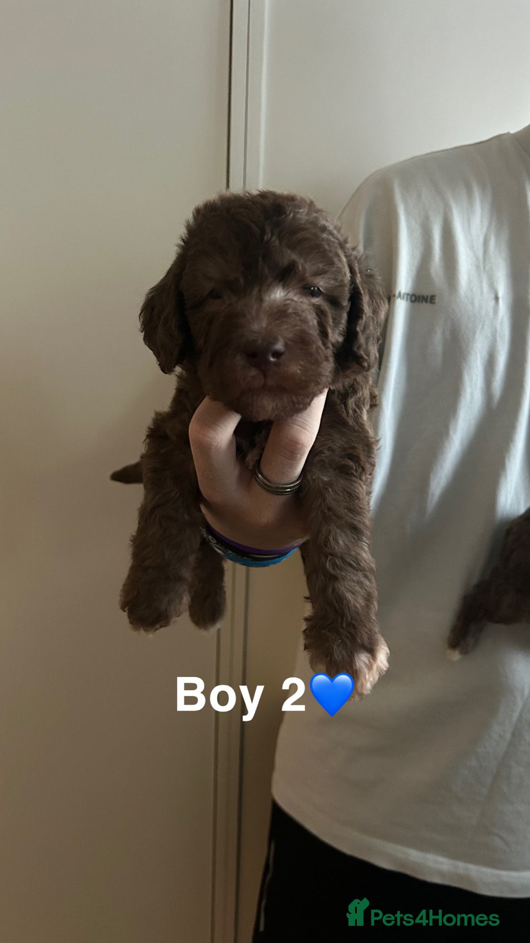 Bedlington Terrier dogs for sale: Beautiful bedlington terrier puppies for sale  - Advert 5