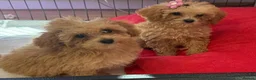 Poochon dogs for sale: Health Tested Fully Vaccinated Poochon Puppies  - Advert 11
