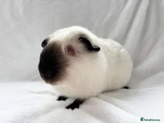 Guinea Pig rodents Dougie! - Advert 11