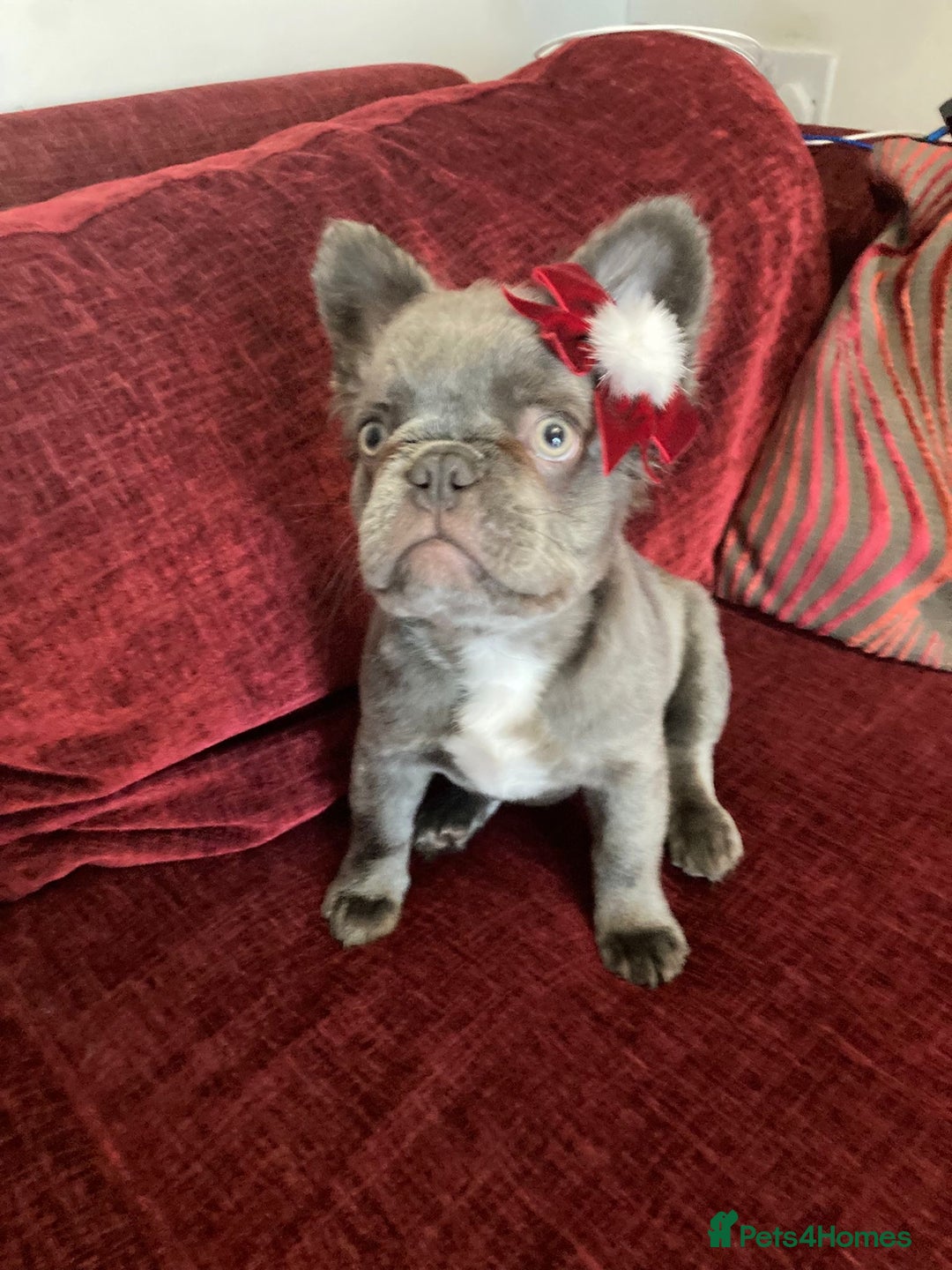 French Bulldog dogs for sale: Fluffy husky frenchie reduced! ready to leave  - Advert 4