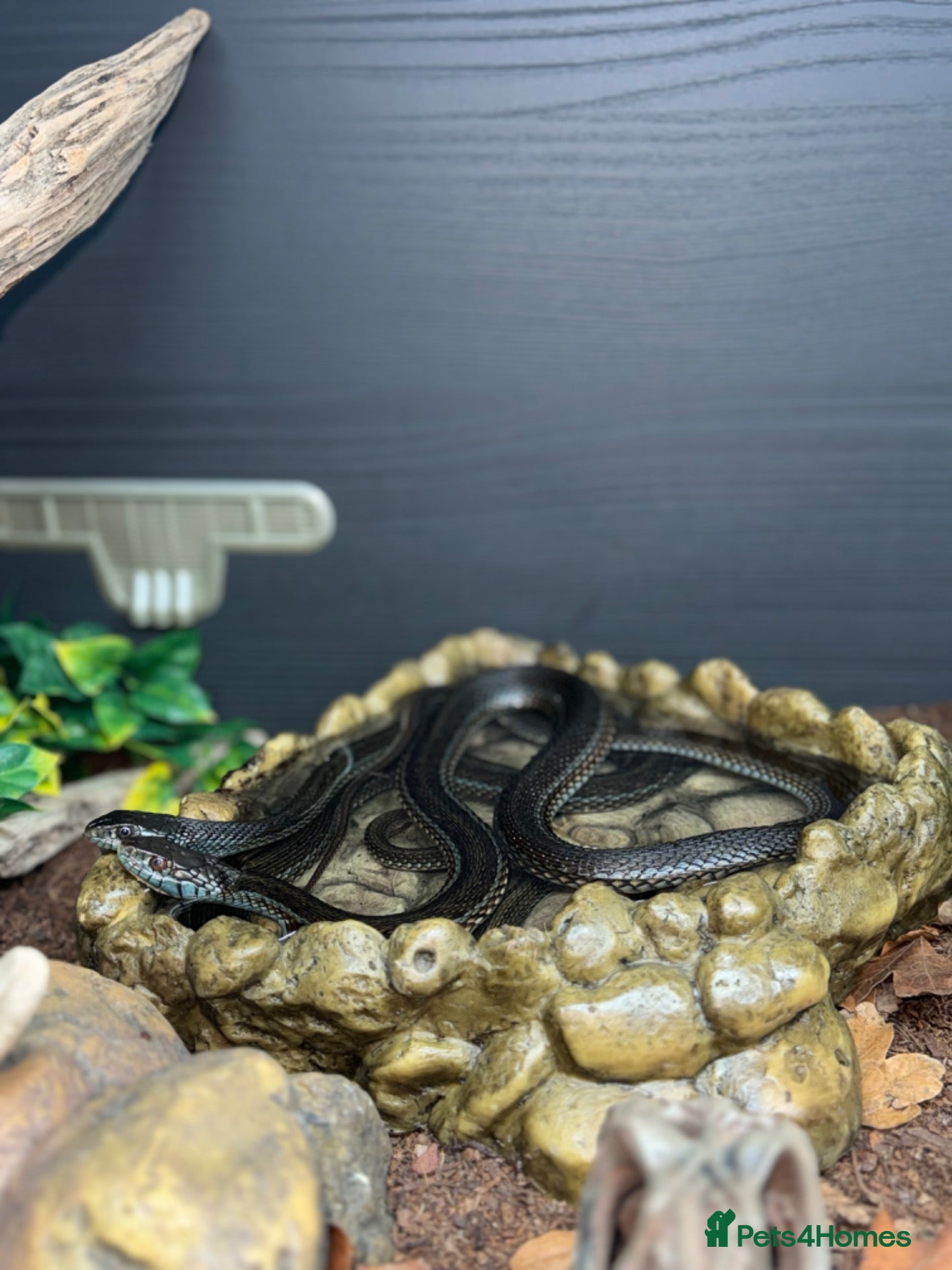 Garter Snake reptiles 8x Lake Chapala Garter Snakes. ( description) ) - Advert 19