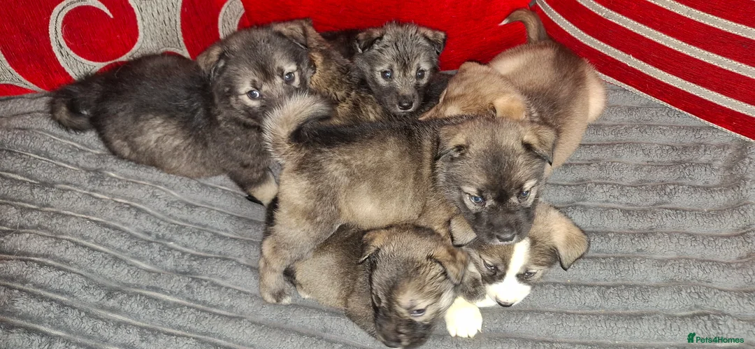 Mixed Breed dogs for sale: Siberian husky + Rus A Pei - Advert 32