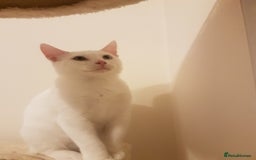 Mixed Breed cats for sale: Beautiful White Mixed Breed Boy - Image 2