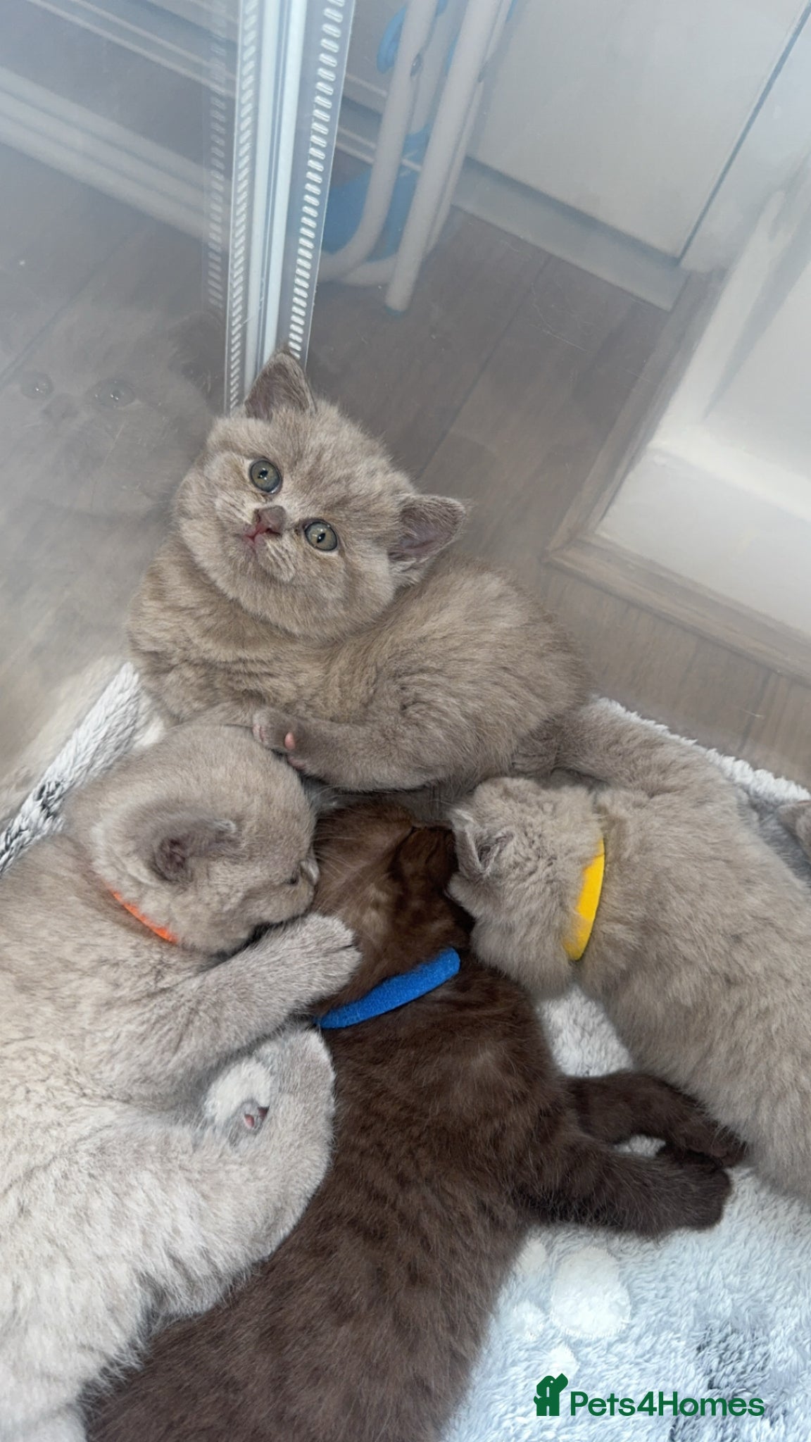 British Shorthair cats LAST lilac British shorthair kitten! 🐾🩶 - Advert 10