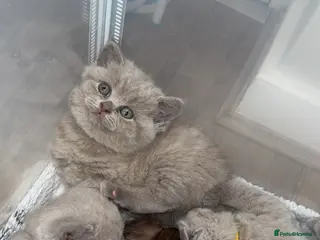 British Shorthair cats LAST lilac British shorthair kitten! 🐾🩶 - Advert 10
