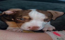 Mixed Breed dogs for sale: Bonnie (Staffy + pocket bully)  - Advert 13