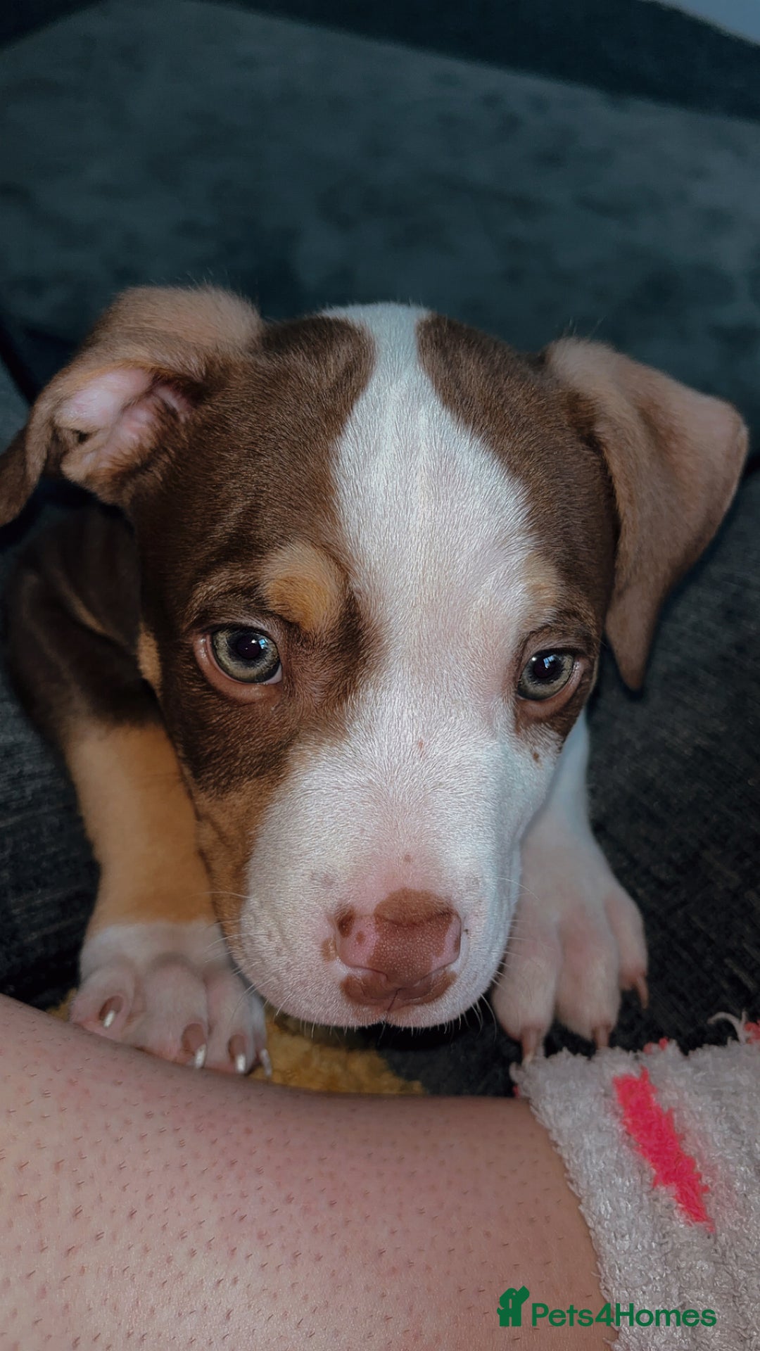 Mixed Breed dogs for sale: Bonnie (Staffy + pocket bully)  - Advert 13