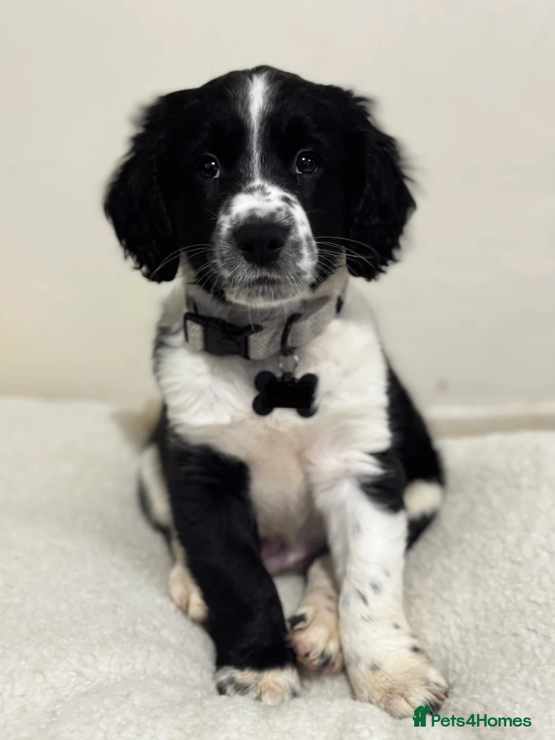 Mixed Breed dogs for sale: Cocker spaniel x collie - Advert 1