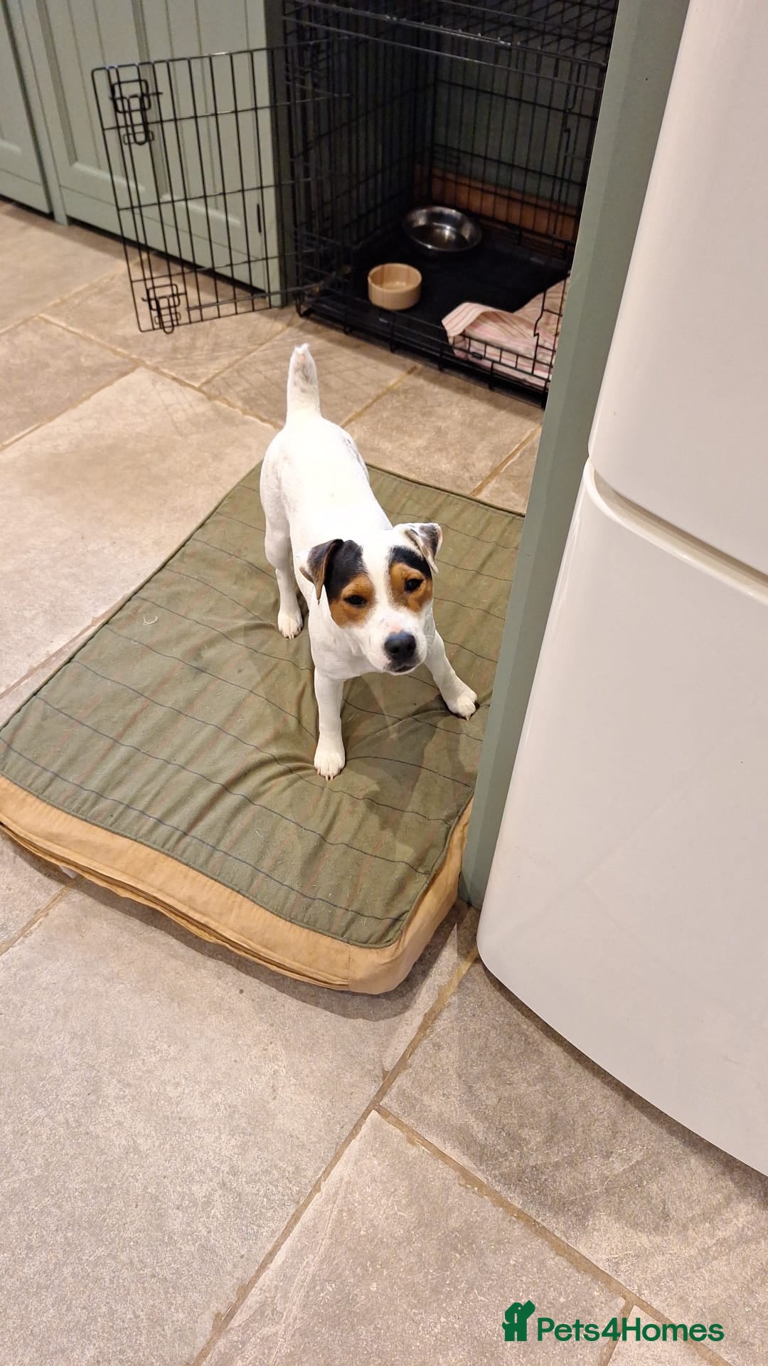 Jack Russell dogs Jack Russell Terrier Puppies for Sale - Advert 2