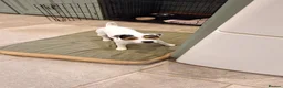 Jack Russell dogs for sale: Jack Russell Terrier Puppies for Sale - Advert 5