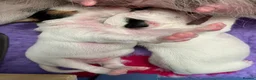 Parson Russell dogs for sale: Parson russell terrier pup LOA,SCA/PLL-Dad kc reg- - Advert 3