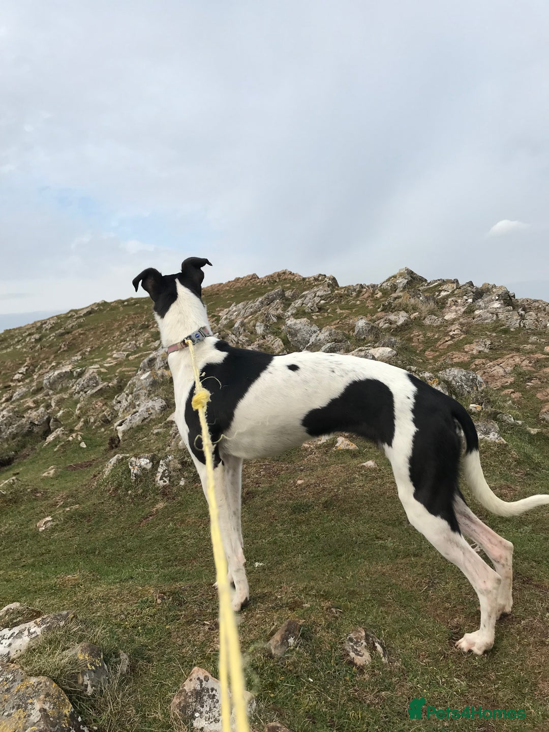 Whippet dogs for sale: Whippet puppies Ready NOW! ALL BOYS - Image 19